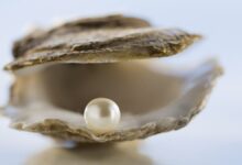 معدل نهائي- اللؤلؤ الطبيعي.. إنتاجه وسرُّ ندرته